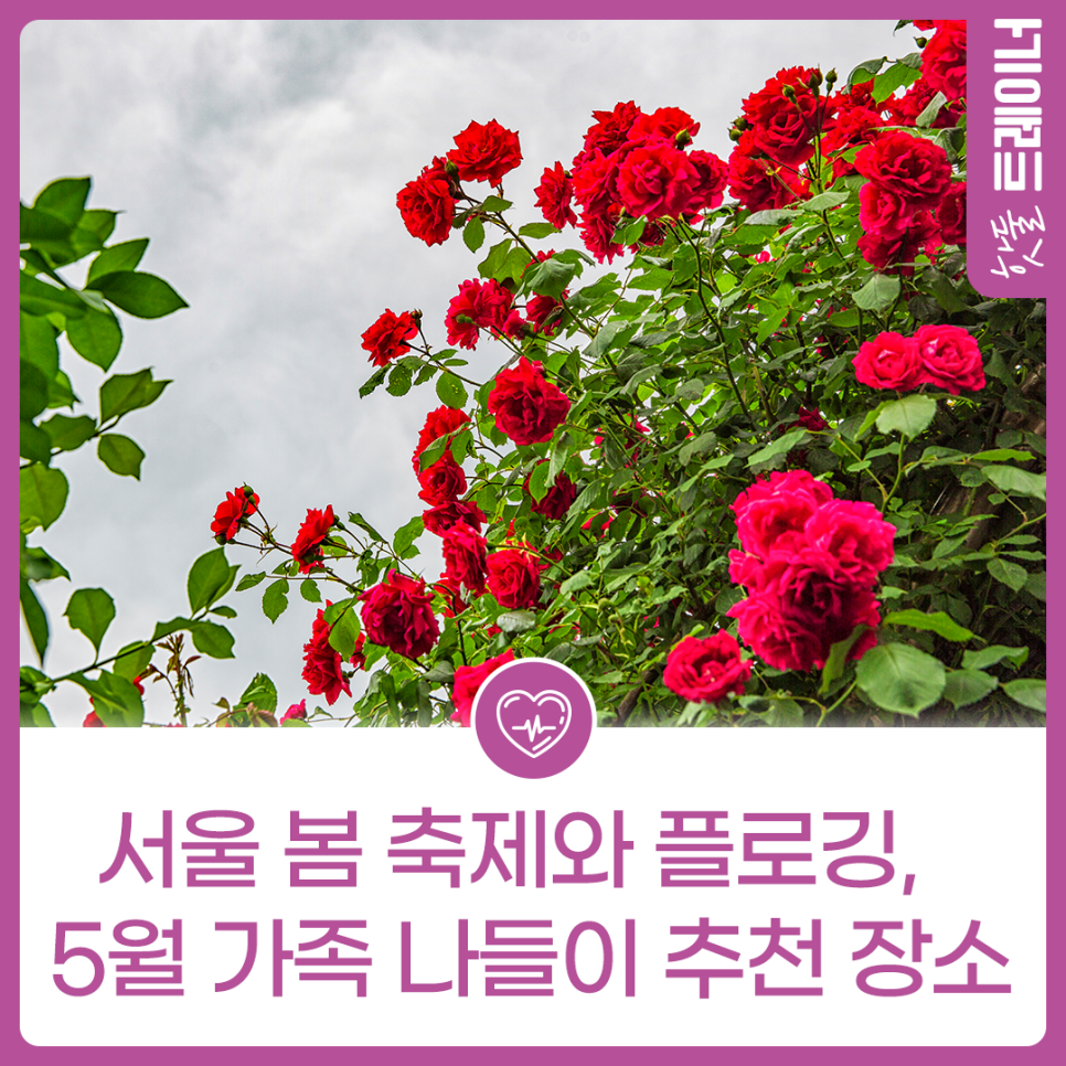 서울에서 즐기는 봄 축제와 플로깅! 5월 가족 나들이 추천 장소이미지