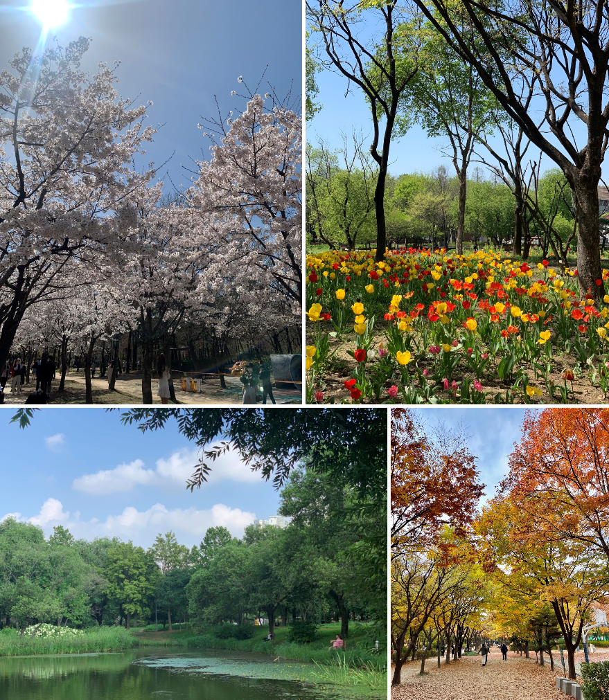 서울숲 벚꽃 꽃 호수 단풍 이미지