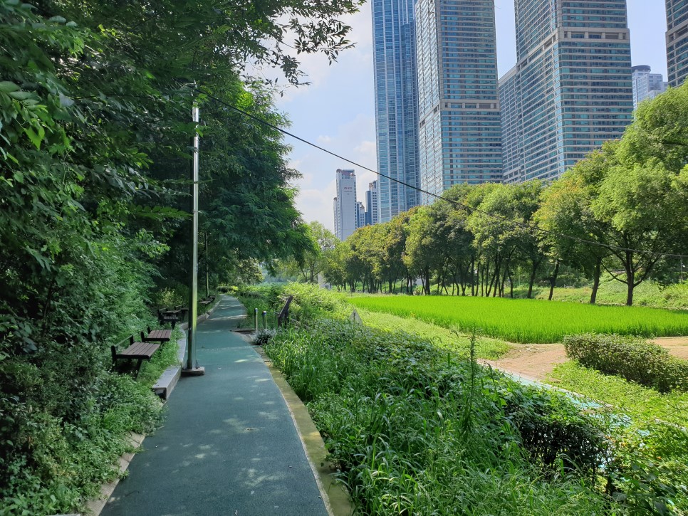 양재천 이미지3