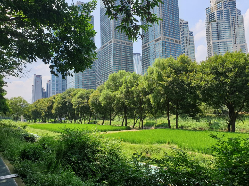 양재천 이미지4