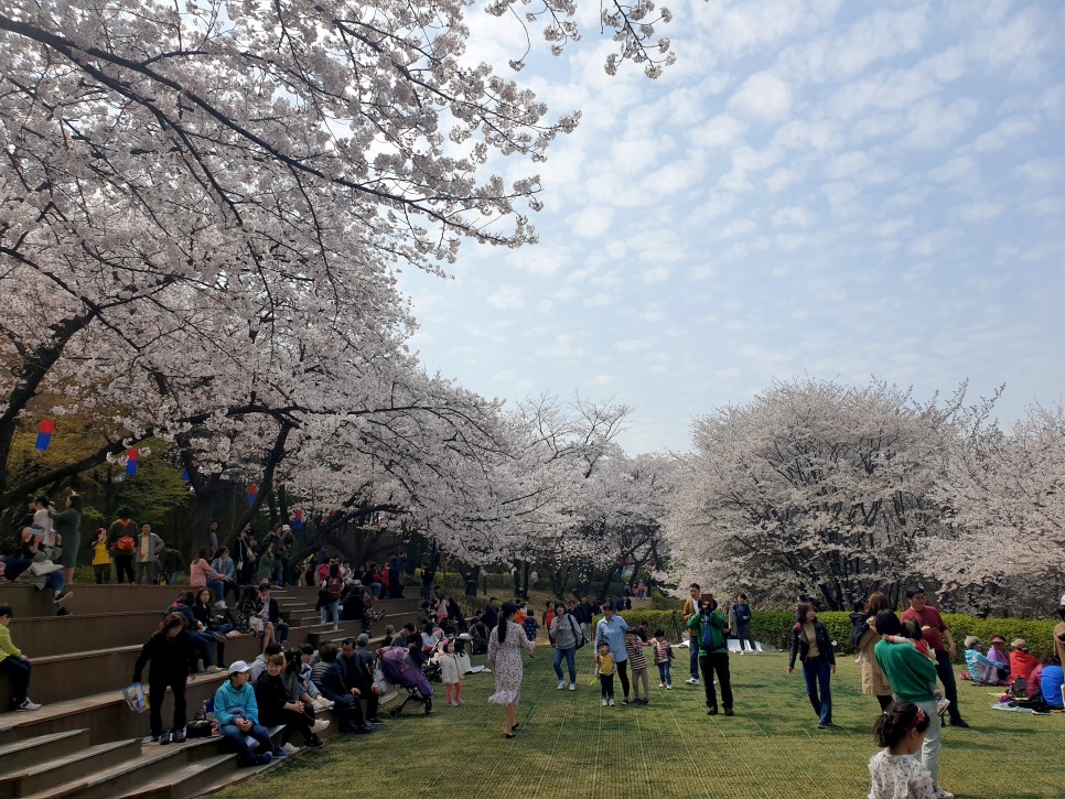 벚꽃 아래 모여있는 사람 이미지