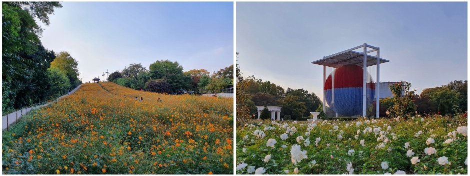 들꽃마루, 장미광장