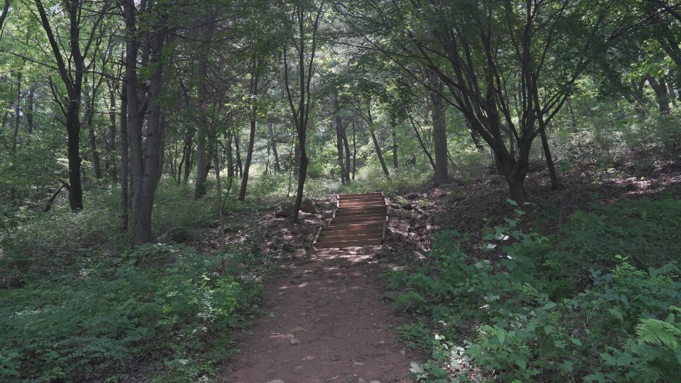 백련산 숲속 이미지1