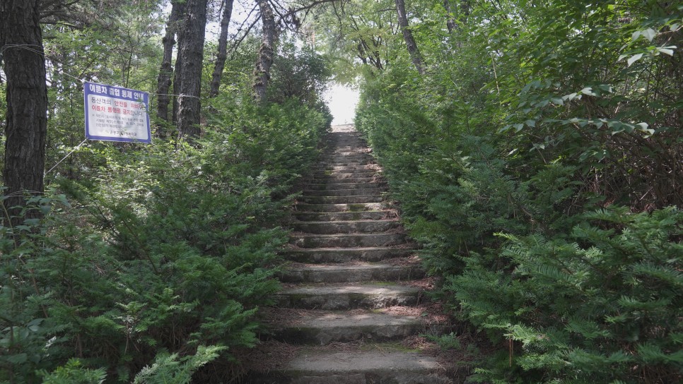 백련산 숲속 이미지2