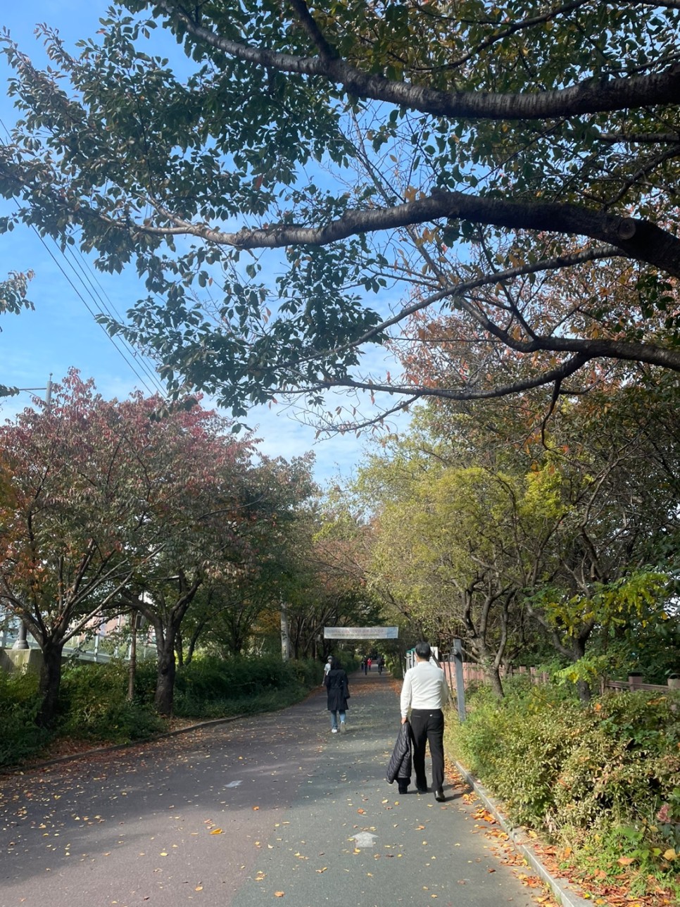 겸재교 근처 가로수길