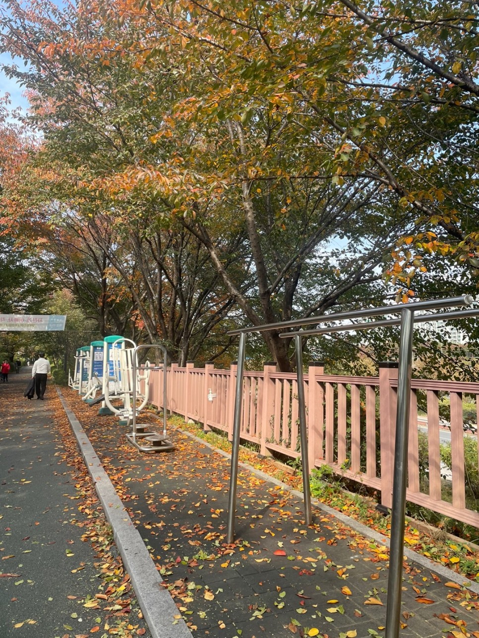 겸재교 가로수길 운동기구